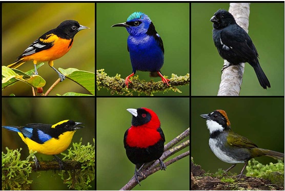 Color of some male and female birds