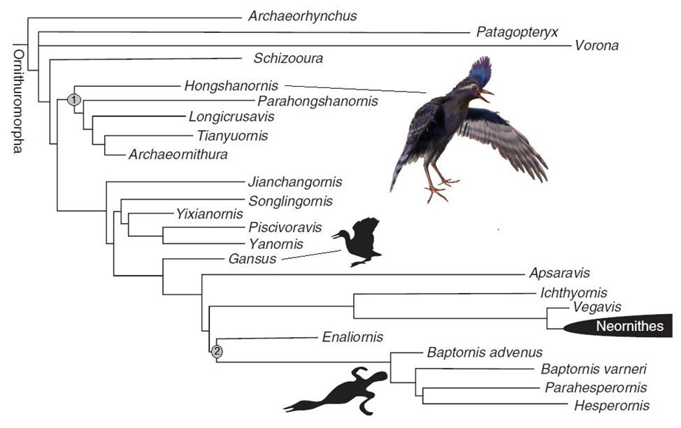 Ornithuormorpha phylogeny