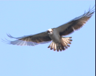 Animated gif of a hovering Osprey