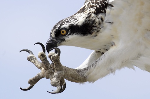 Osprey talons