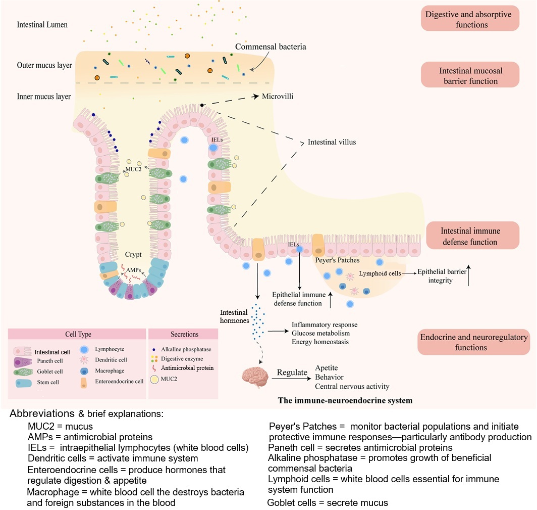 Some functions of the Ostrich intestine