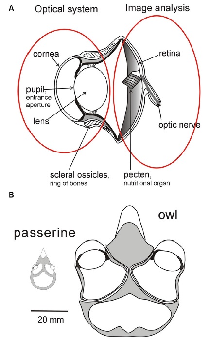 Drawing of an owl eye