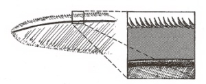 Drawing of the leading edge of an owl flight feather