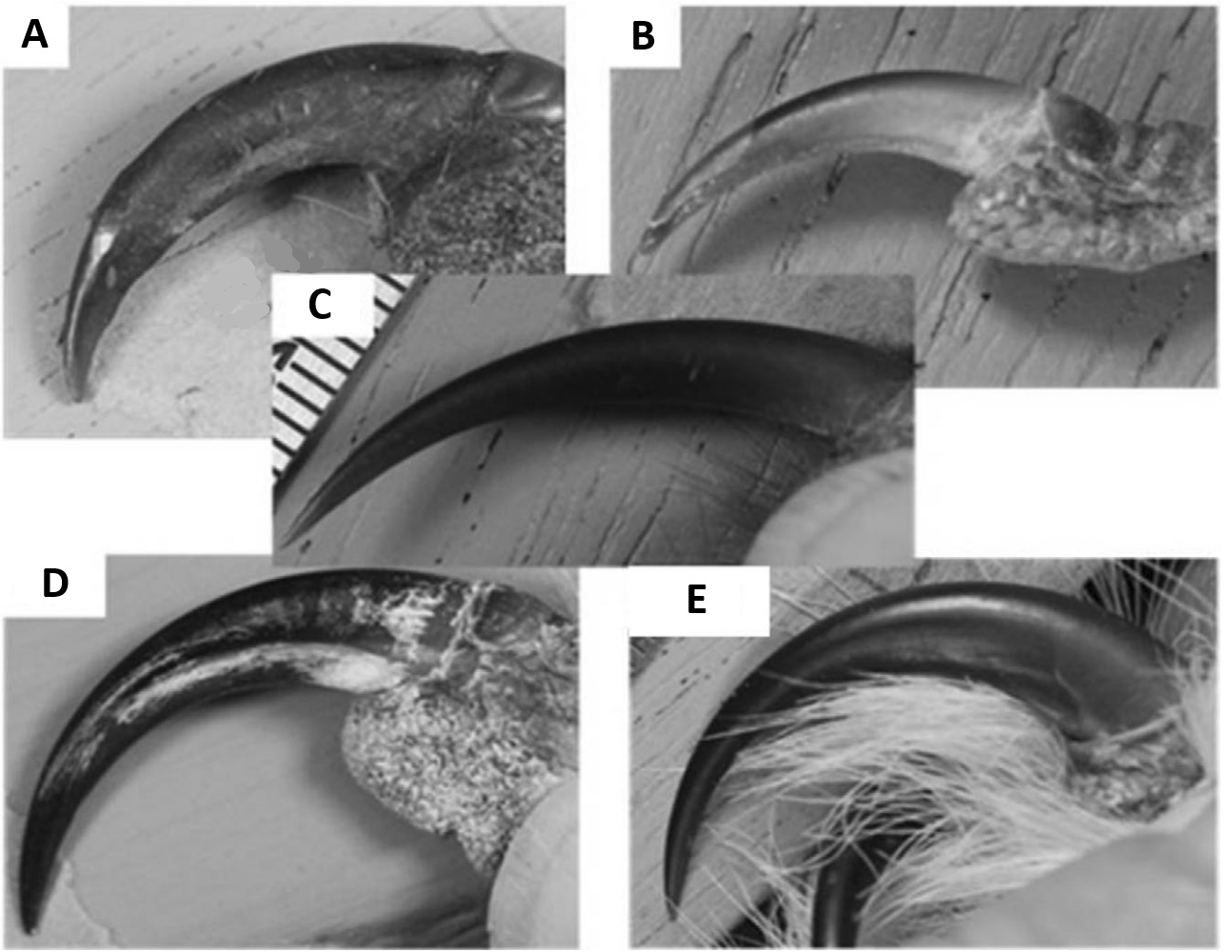 Talons of five species of owls