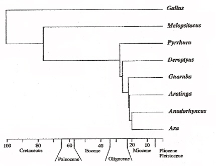 Phylogeny of parrots