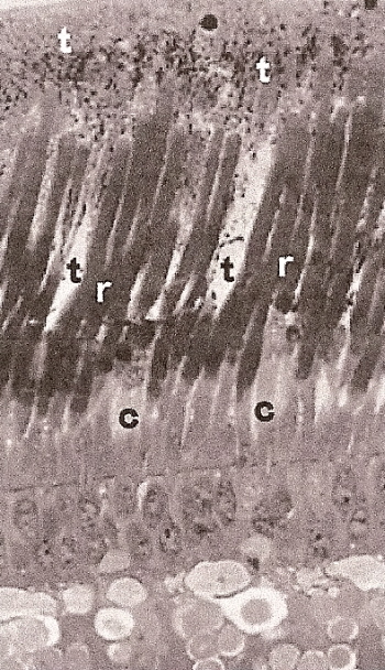 Micrograph of the retina of a Pauraque