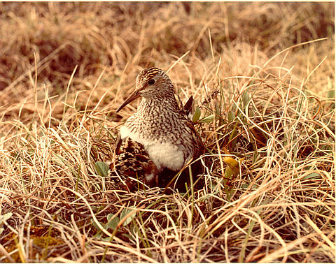Photo of a Pectoral Sandpiper on its nest