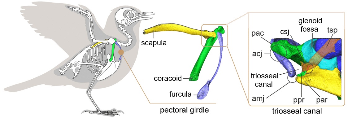 Avian pectoral girdle