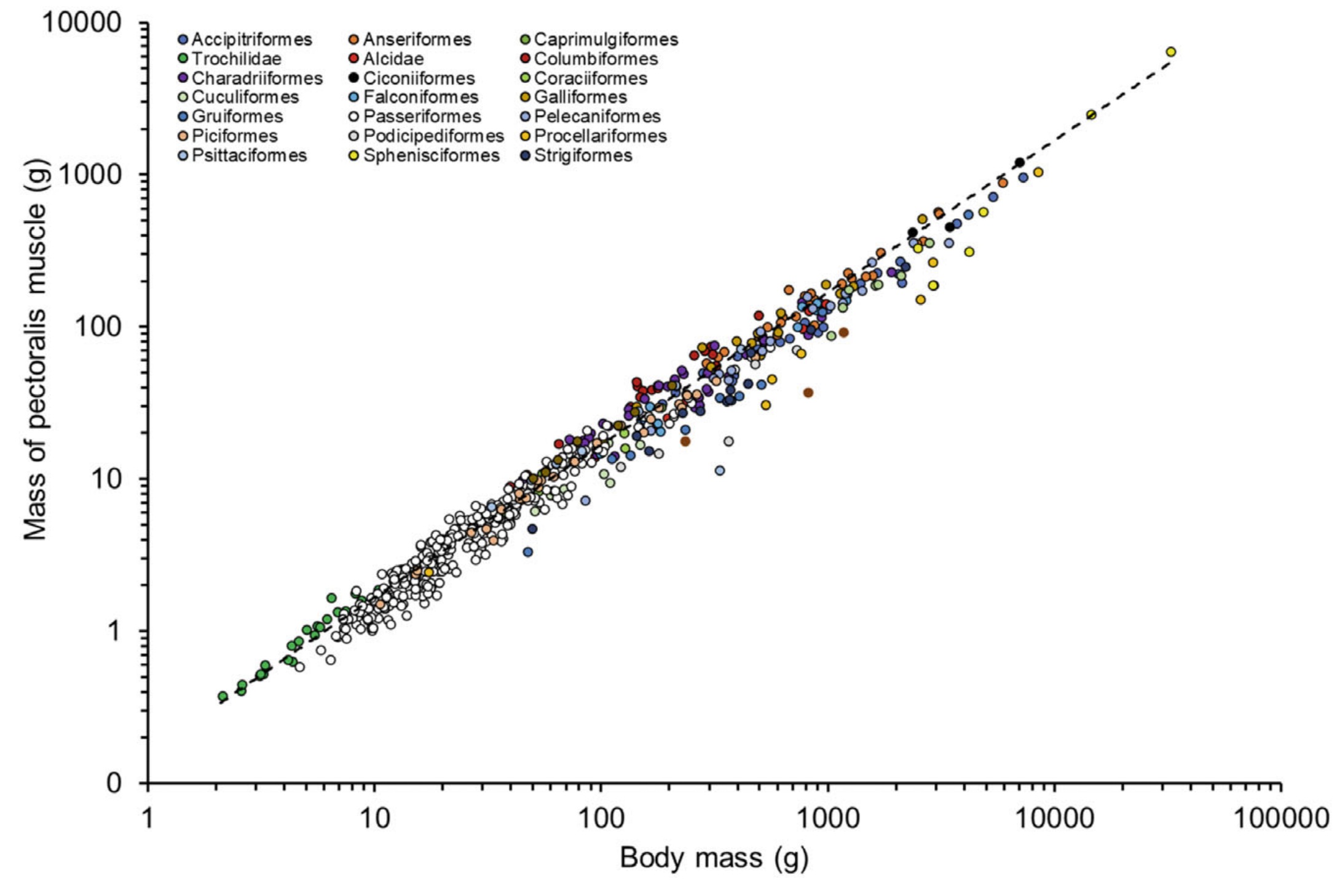Relationship between birdmass and pectoralis muscle mass