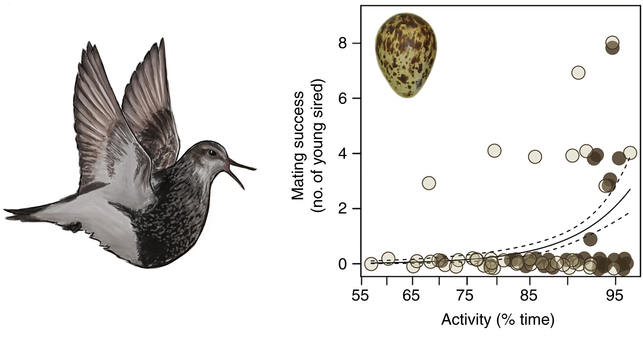 Male Pectoral Sandpiper mating success