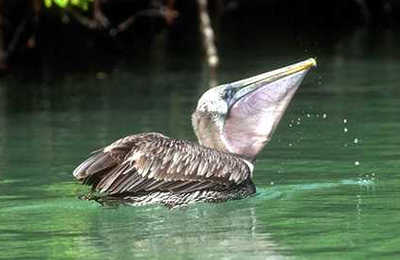 Photo of a pelican