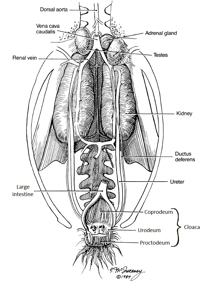 Drawing of a bird's excretory system