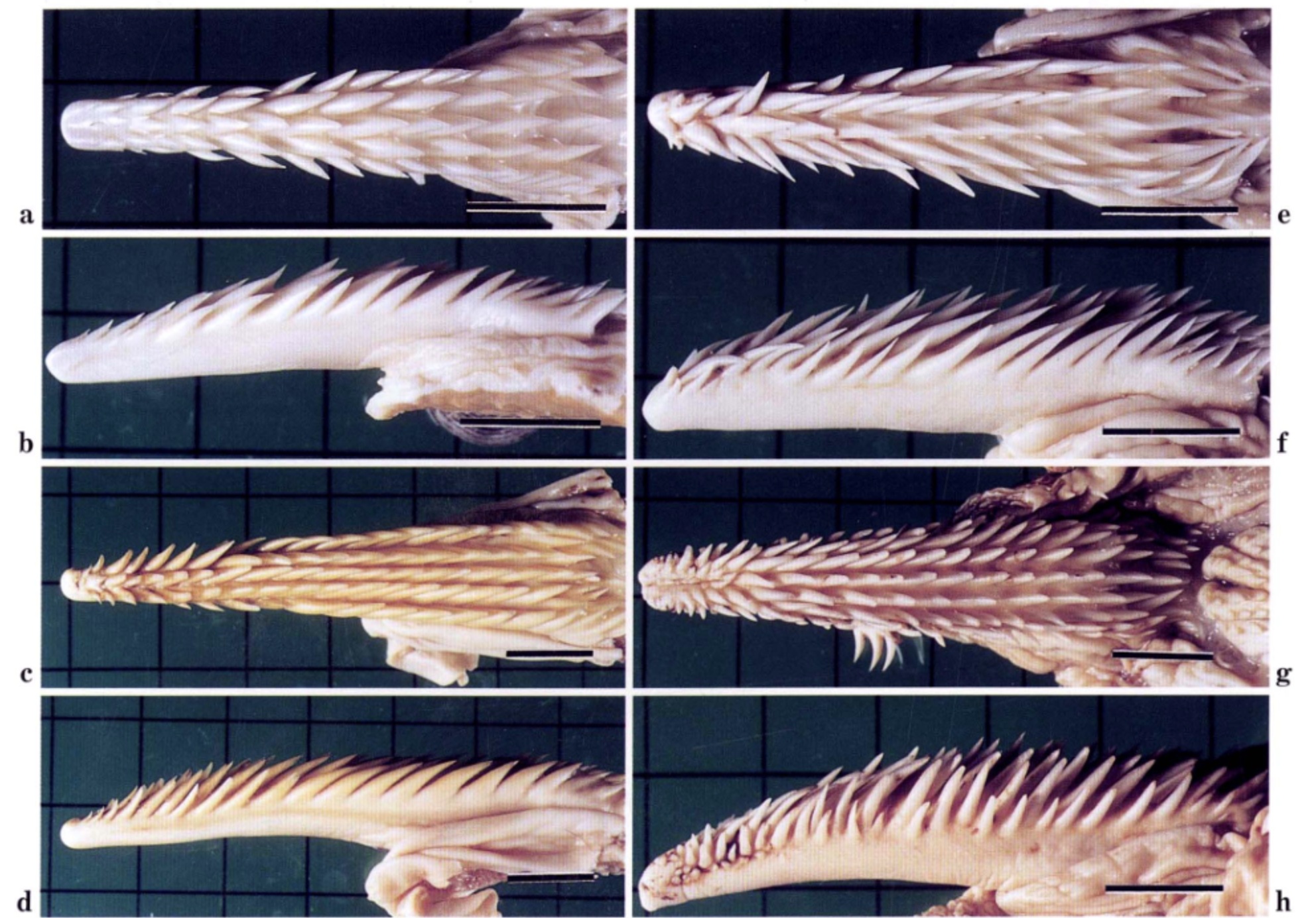 Tongues of several species of penguins