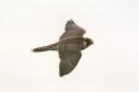 Photo of a Peregrine Falcon in flight
