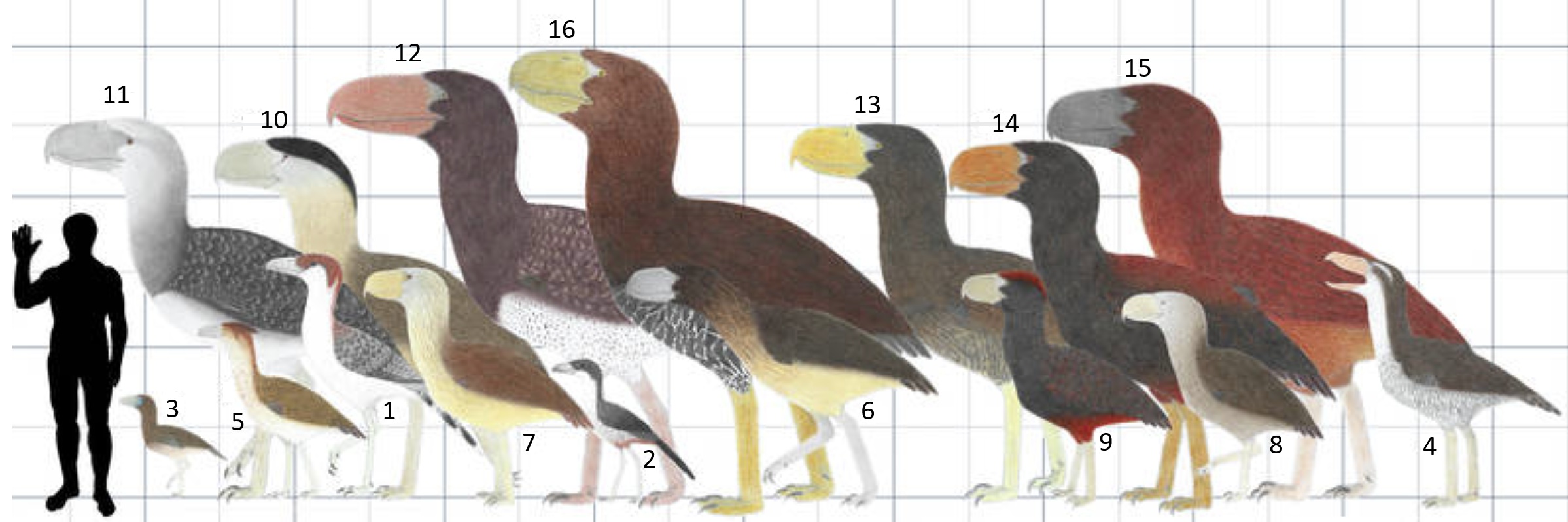Variation in size among phorusrhacids