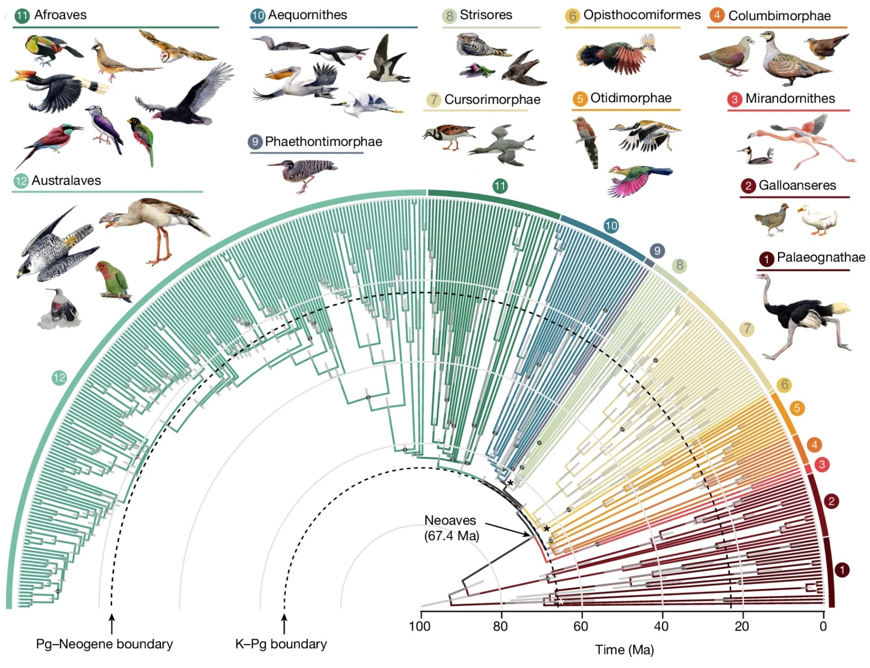 Avian evolution