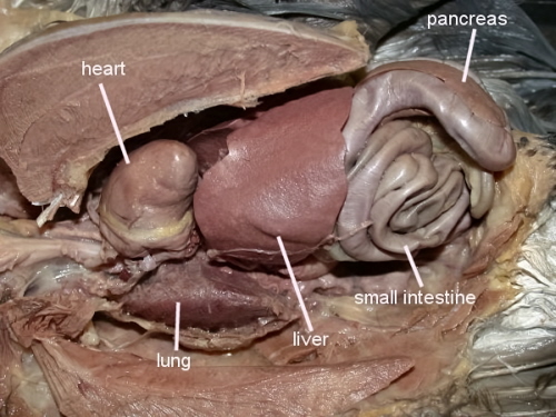 Photo of the digestive system of a pigeon