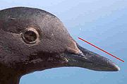 Photo of the head of a Pigeon Guillimot showing the culmen