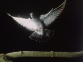 Small photo of a pigeon landing