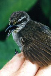 Photo of a Plain Wren