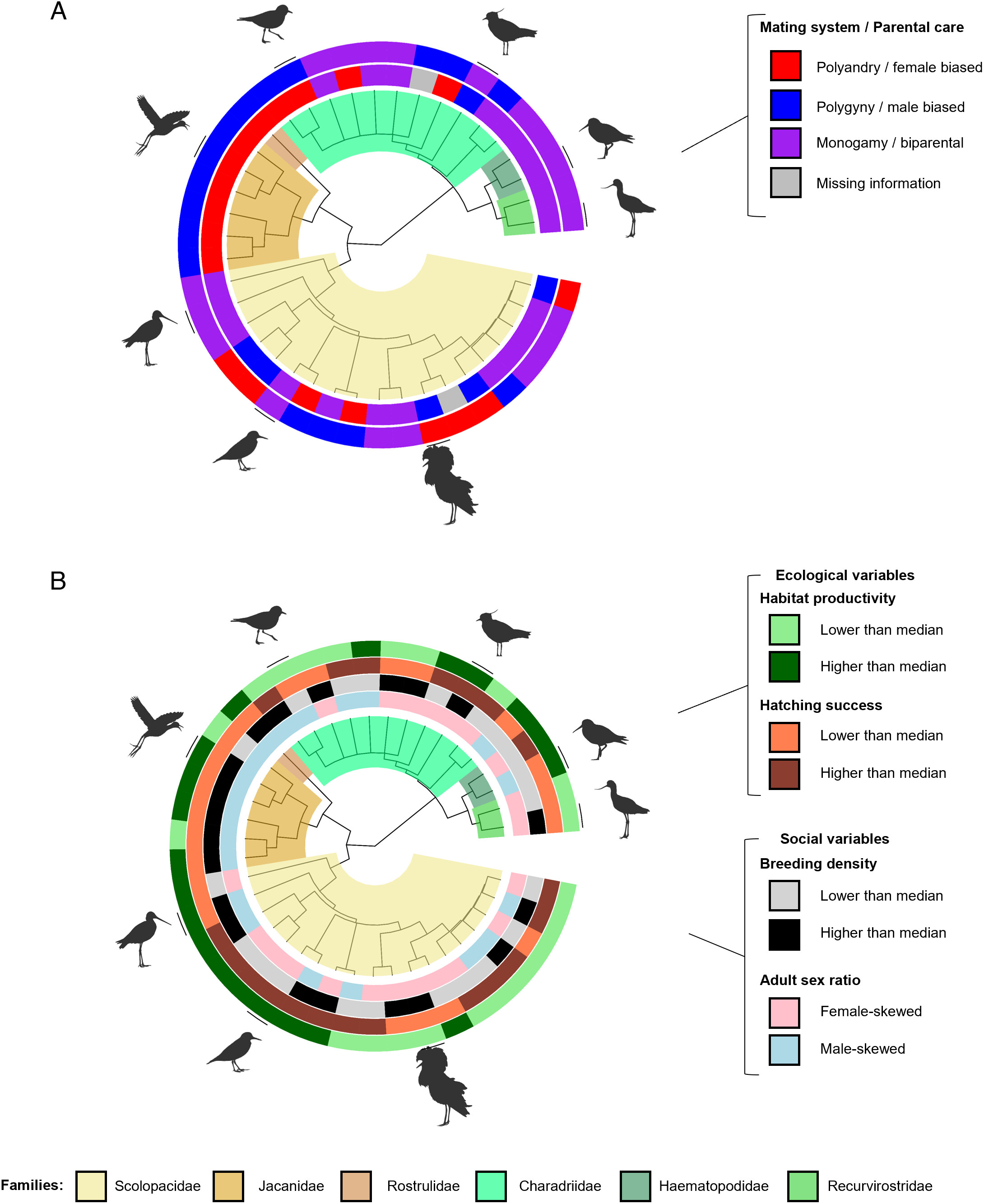 Factors contributing to the evolution of polyandry