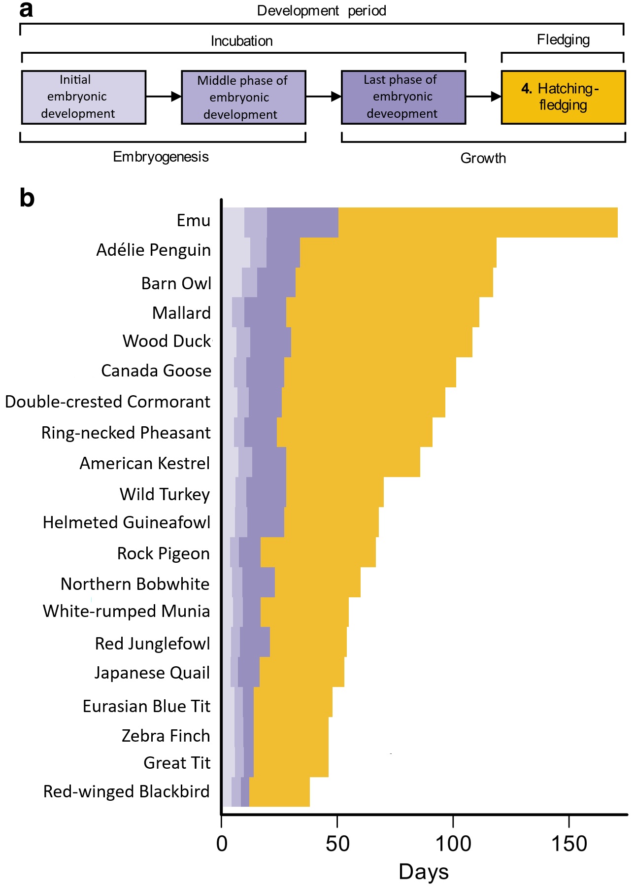 Duration of post-hatching care in several species of birds