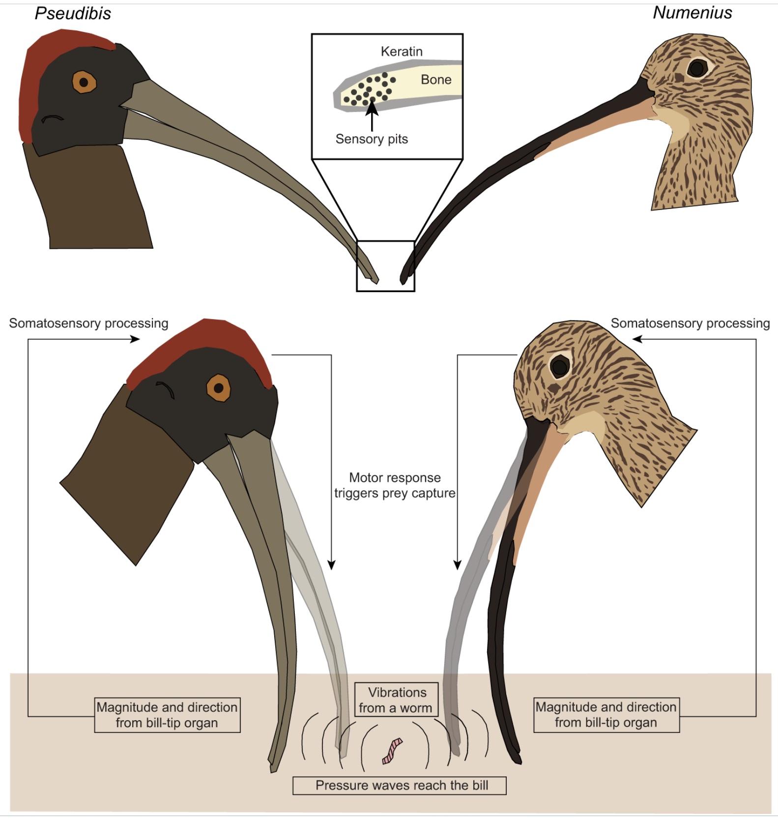 Detecting prey via pressure waves