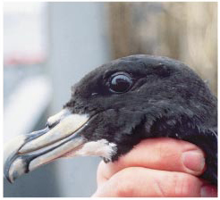 Photo of the head of a White-chinned Petrel