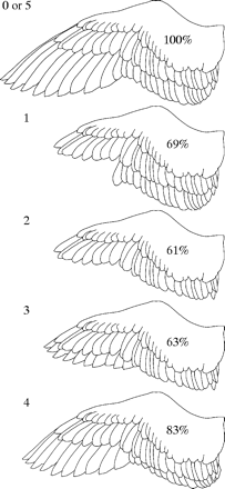 Stages of wing molt of a puffin