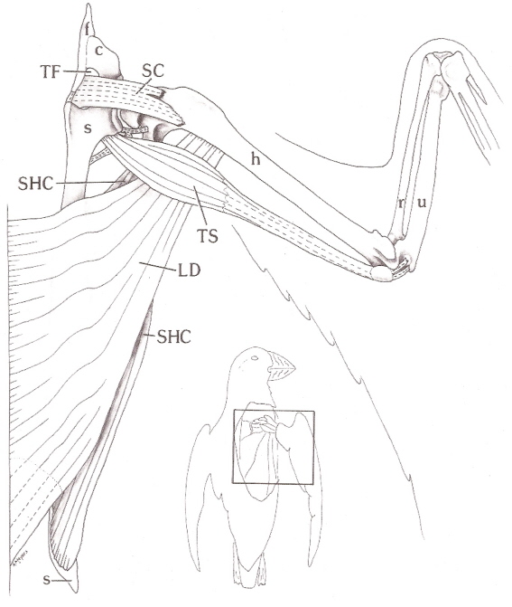 Drawing of a wing of an Atlantic Puffin showing bones and muscles