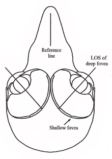 Drawing showing locations of shallow and deep foveas in a falcon's eye