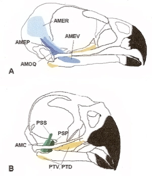 Drawings of the skull of a Cooper's Hawk showing main jaw muscles