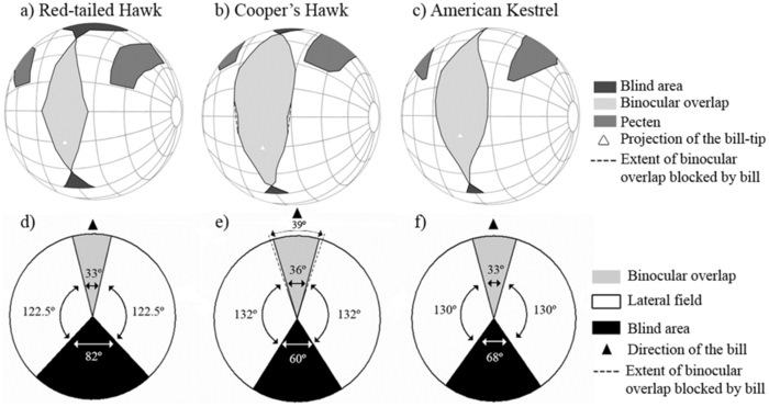 Drawing showing visual fields of a Red-tailed Hawk, Cooper's Hawk, and American Kestrel