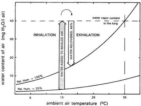 Graph showing increase in water vaptor in inhaled air