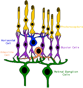 Drawing of the five major classes of retinal neurons in a bird's eye