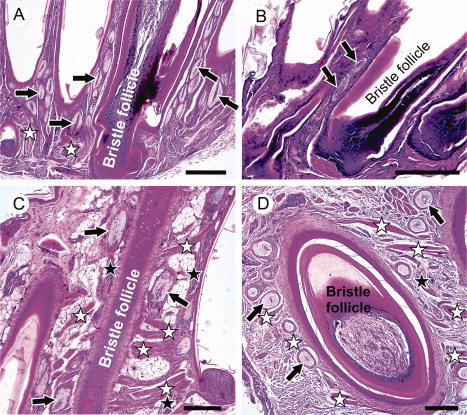 Micrographs showing bristle follicles and Herbst corpuscles