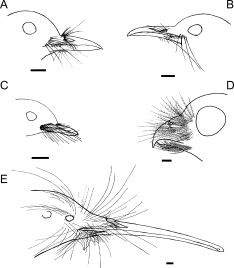 Drawings of rictal bristles of five species of New Zealand birds