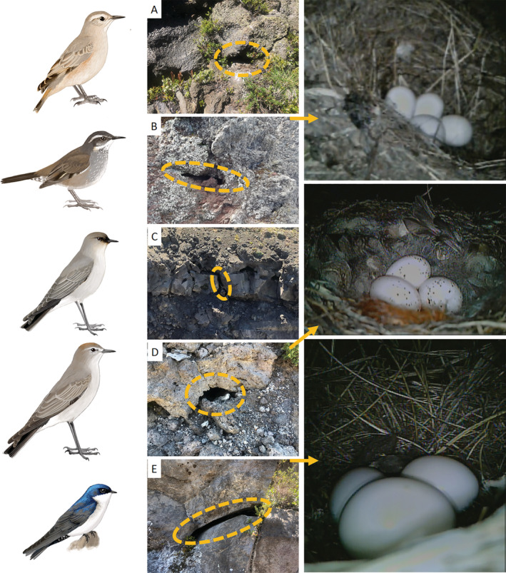 Example of species that nest in rock cavities