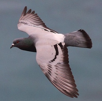 Photo of a Rock Pigeon in flight
