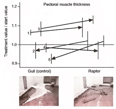 Graph and photos showing effect of exposure to a hawk on the mass of flight muscles