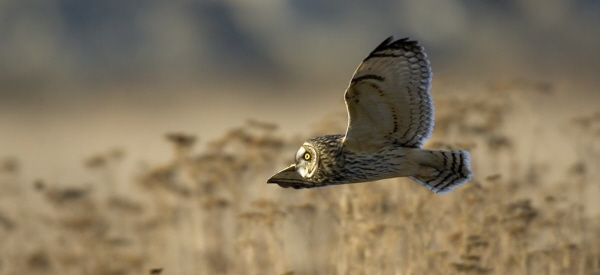 Photo of a Short-eared Owl in flight
