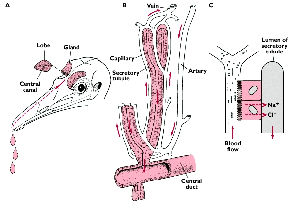 Drawings showing how salt glands remove salt from the blood