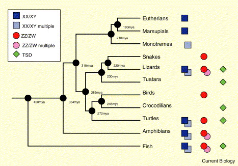 Graphic showing different systems of sex determination among vertebrates