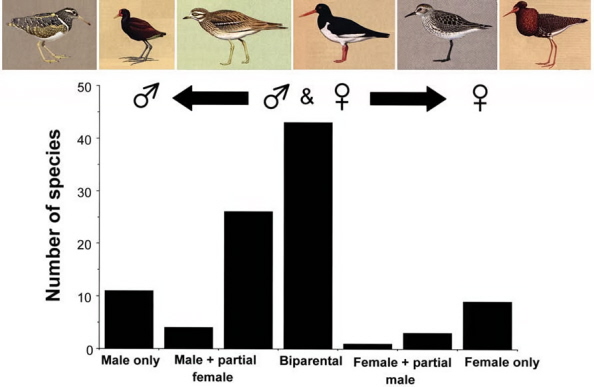 Bar graph showing number of species of shorebirds with different types of parental care
