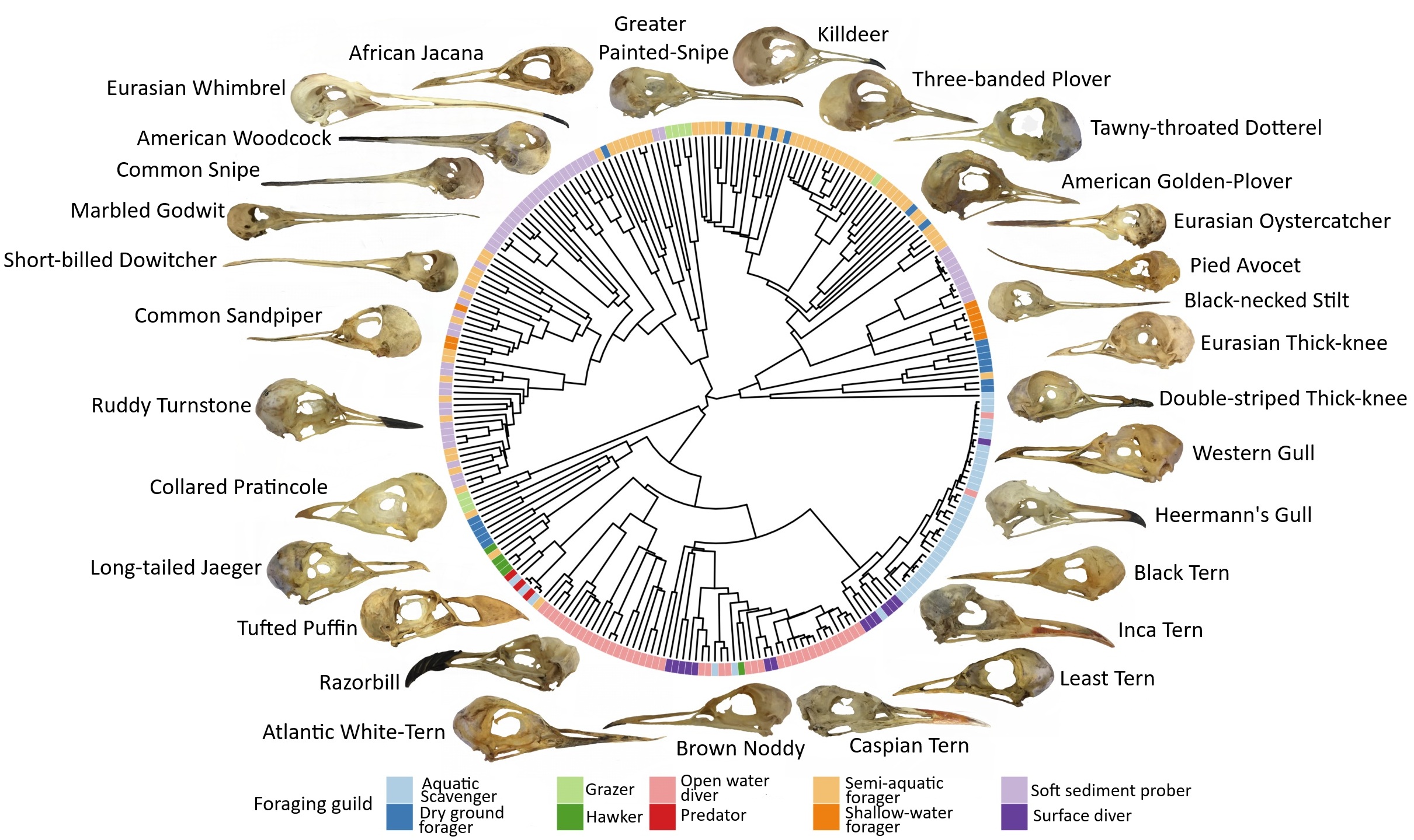 Examples of shorebird bill variation