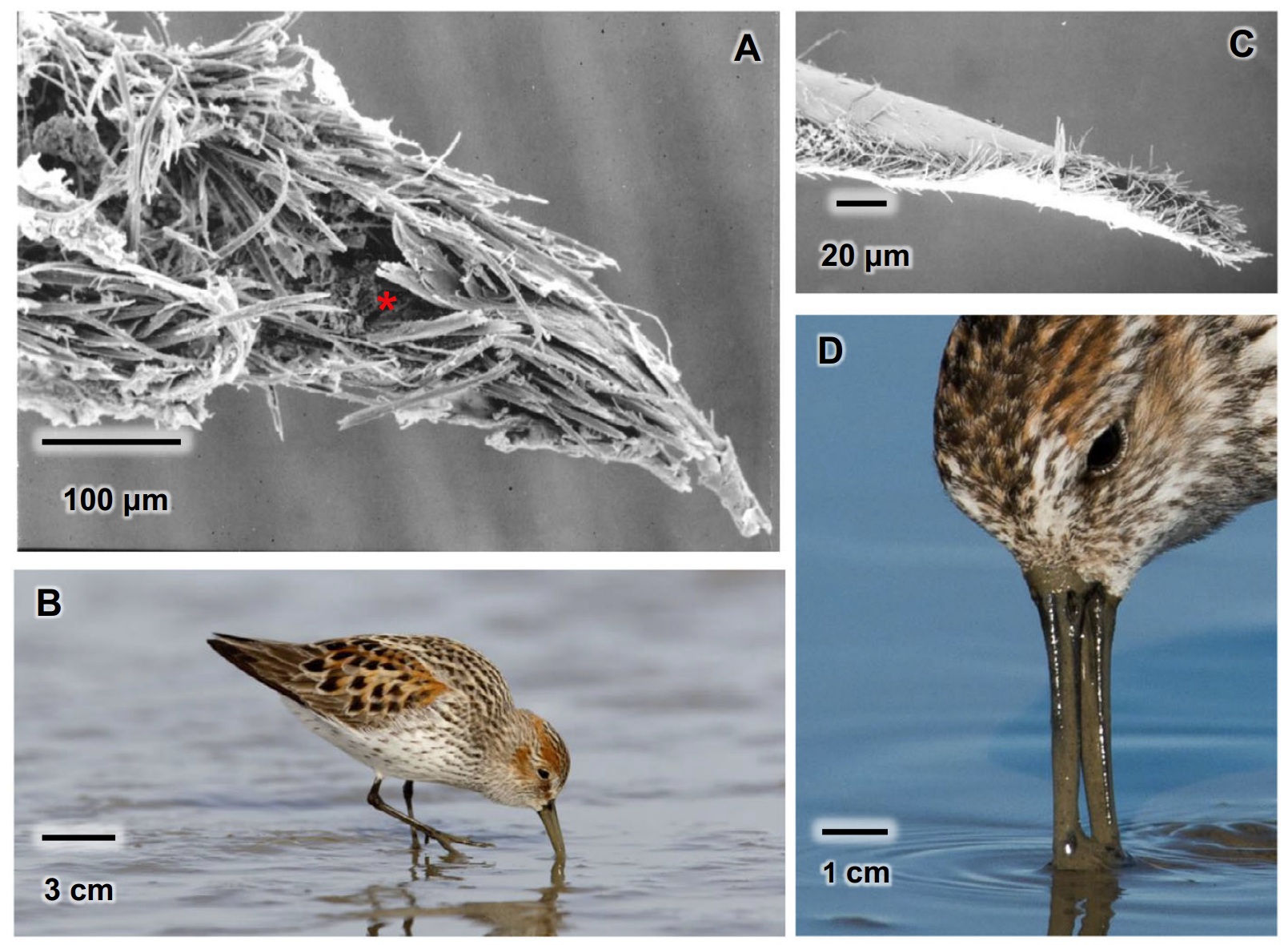 Tongues of shorebirds