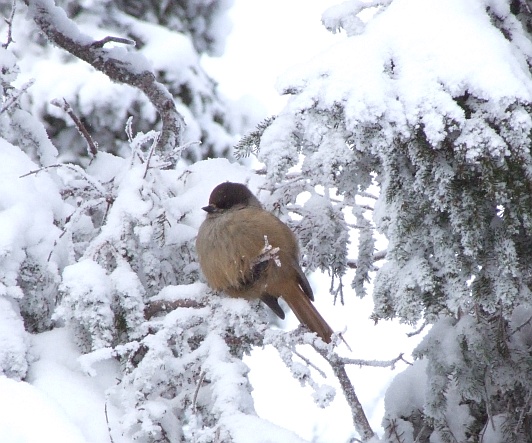 Photo of a Siberian Jay