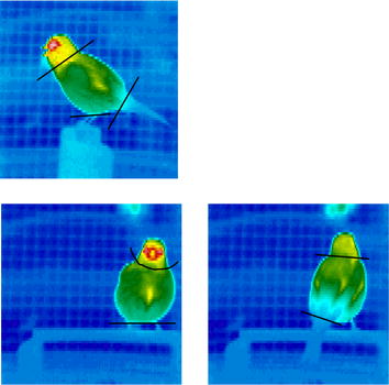 Thermal images of a singing canary