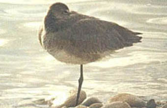 Photo of a sleeping Black-tailed Godwit