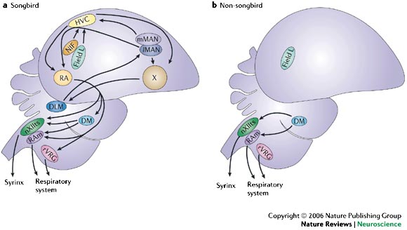 Drawing of the brains of a songbird and non-songbird showing vocal control areas